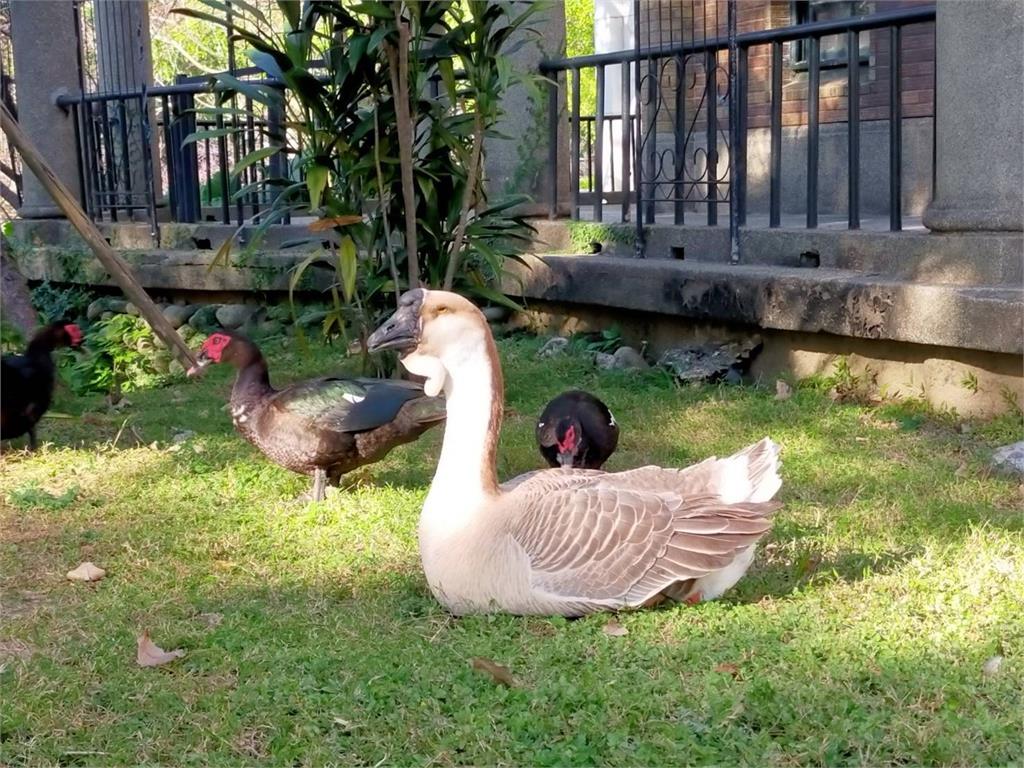 新竹公園「鵝寶」失蹤了！　民眾憂恐遭虐殺