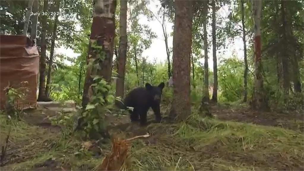 美國公園有熊出沒！　落單小熊被動物園收養逃過死劫