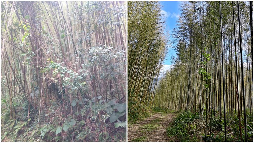 桃園農業局推動復興區老化竹林更新　落實永續發展