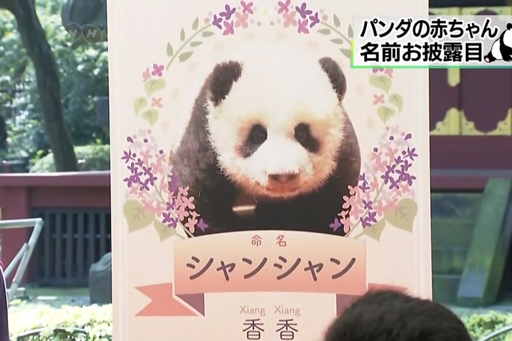 東京上野貓熊寶寶「香香」 舉行命名儀式