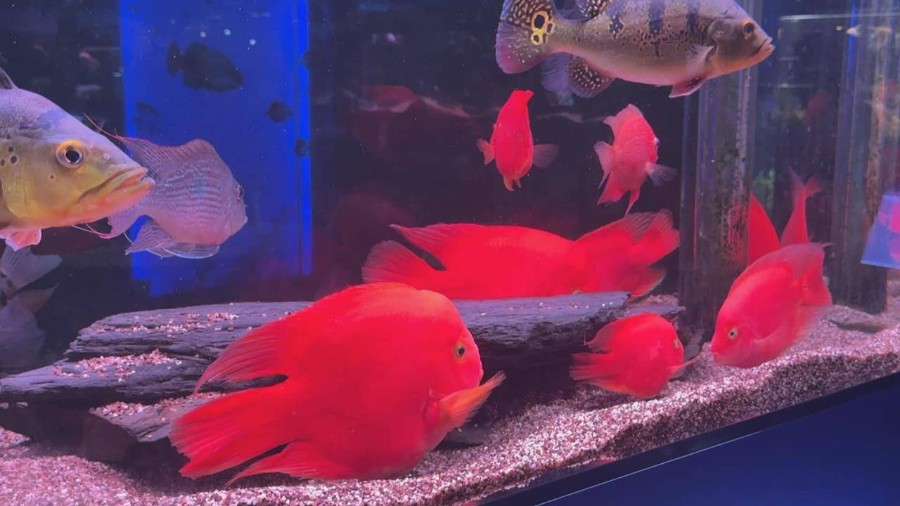 假日新去處！屏東觀賞水族展示廳　各式魚類爭奇鬥艷