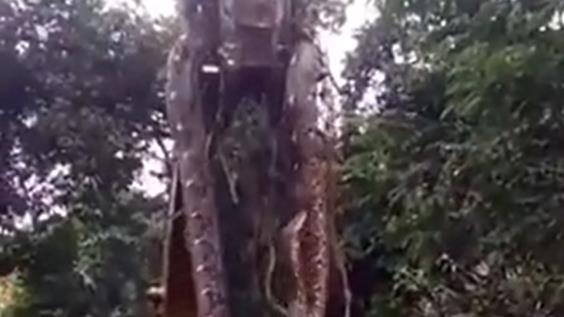 「恐怖巨蟒」大戰怪手！空中甩蛇影片瘋傳　印度林務局官員也轉貼