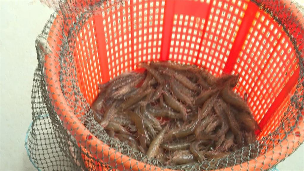 白蝦價格年後「變貴了」！　寒冬造成產量銳減漲價2成