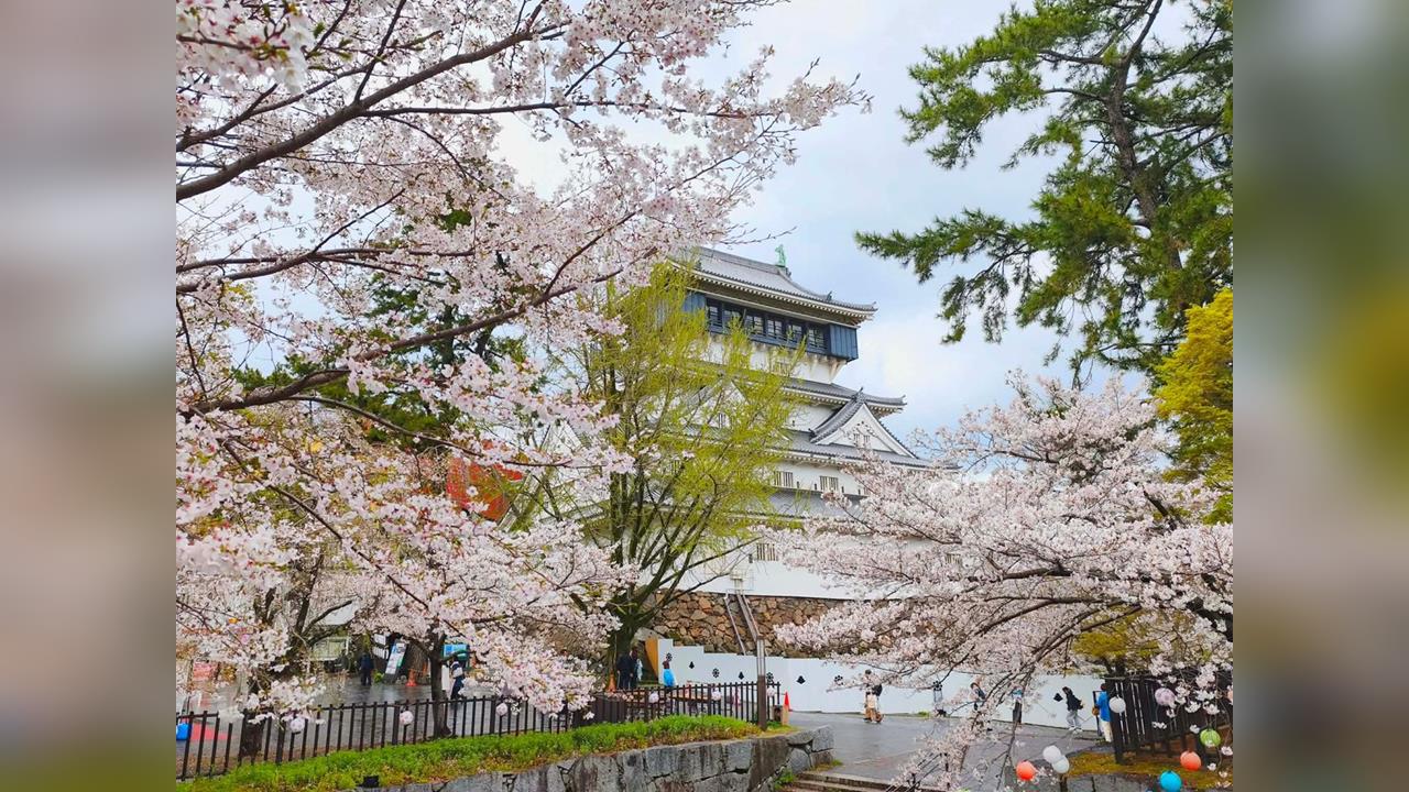 天氣放晴！日本各地櫻花盛開　民眾把握好天氣出門踏青