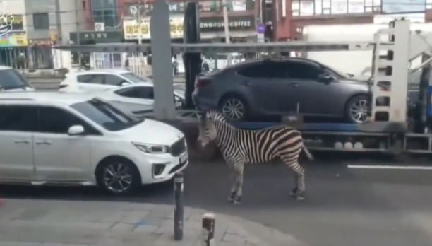  首爾大街驚見「狂奔斑馬」瘋竄3小時　網看傻：動物也會壓馬路