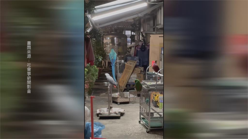 鸚鵡太吵鄰居快崩潰！　環保局開罰條件「無法處理」
