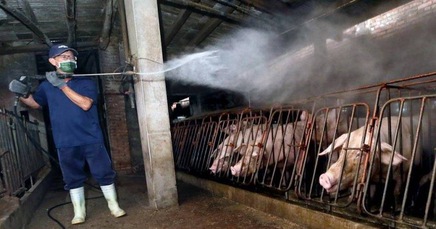 疑非洲豬瘟檢體「宅配運送」惹議 台中動保處:符合中央指引