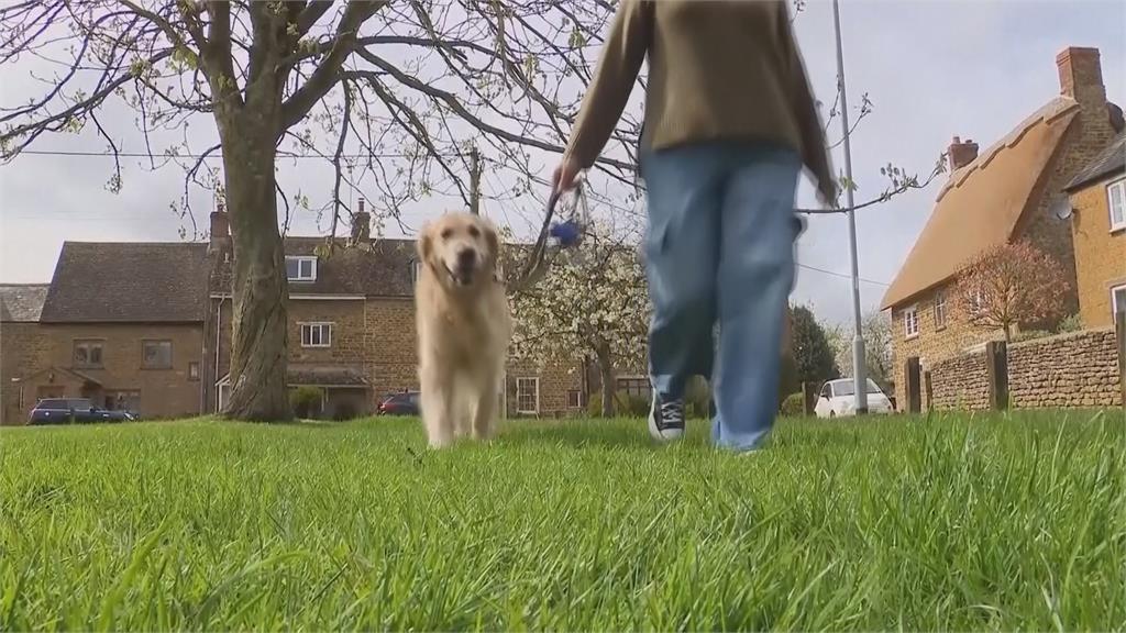 英國「導盲犬之父」　黃金獵犬Trigger九年生323隻狗狗