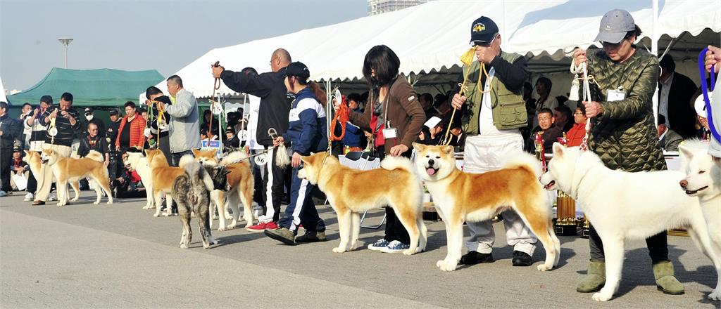 秋田犬選美賽在東京　211隻狗角逐「世界第一」稱號