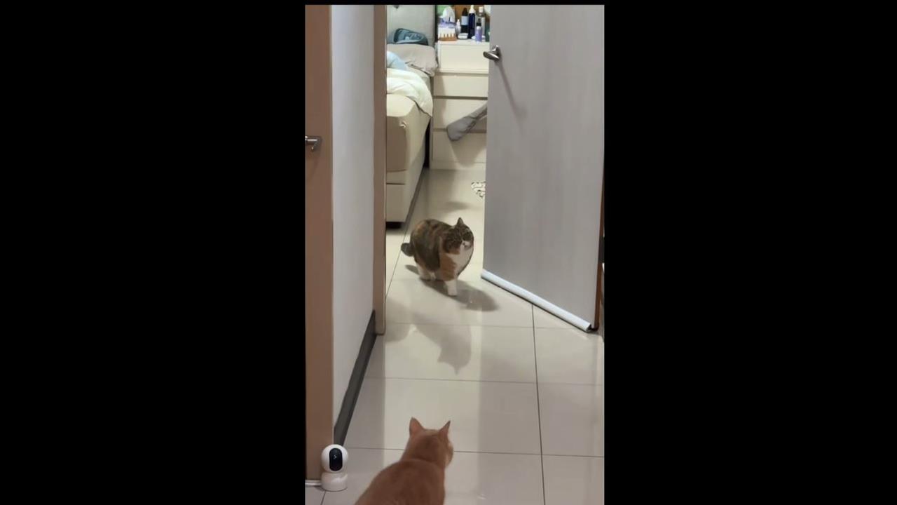 天搖地動！深夜７‧０強震　毛小孩嚇壞狂奔、貓咪「石化」