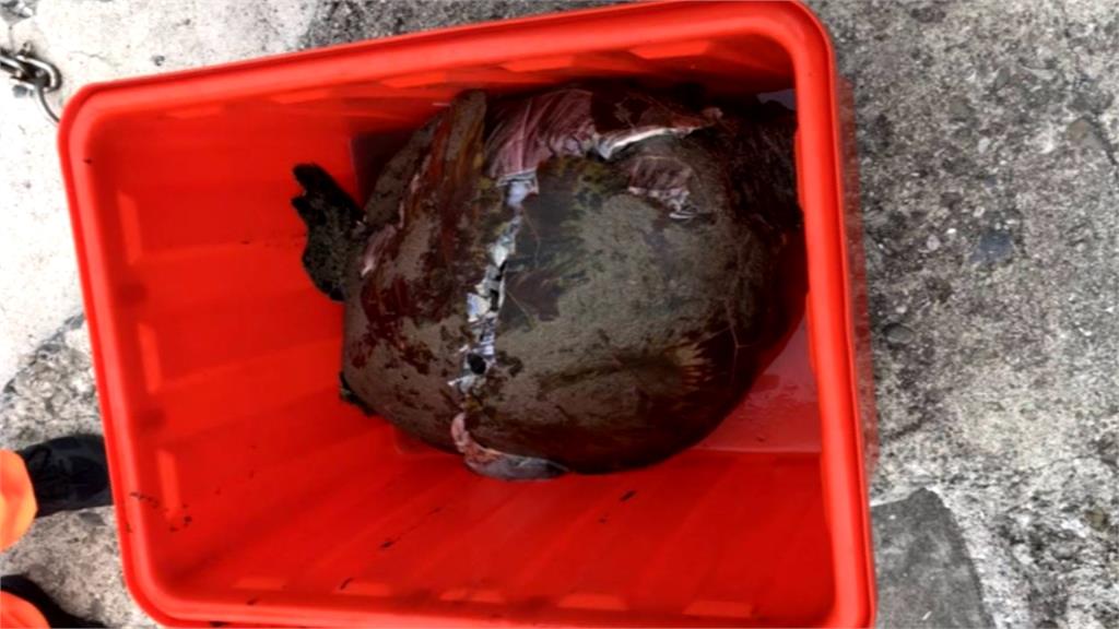 疑遭船隻螺旋槳打傷 綠蠵龜滿身傷慘死