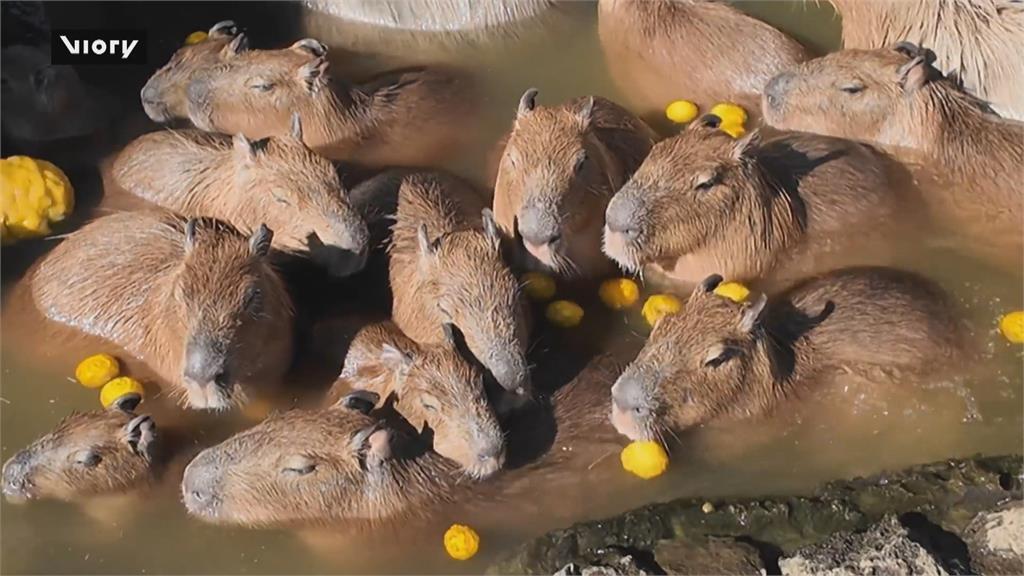 日本伊豆仙人掌動物園　「水豚泡溫泉」好療癒吸引遊客搶拍