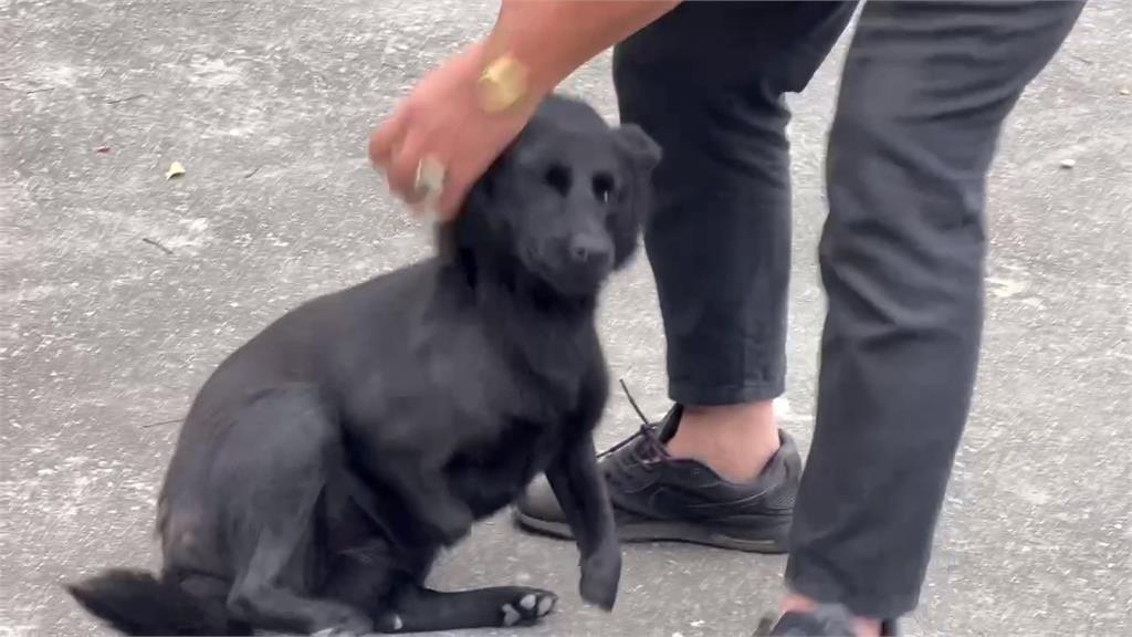 貓犬遭誤傷成跛腳! 亂放捕獸夾觸法 最重可關2年