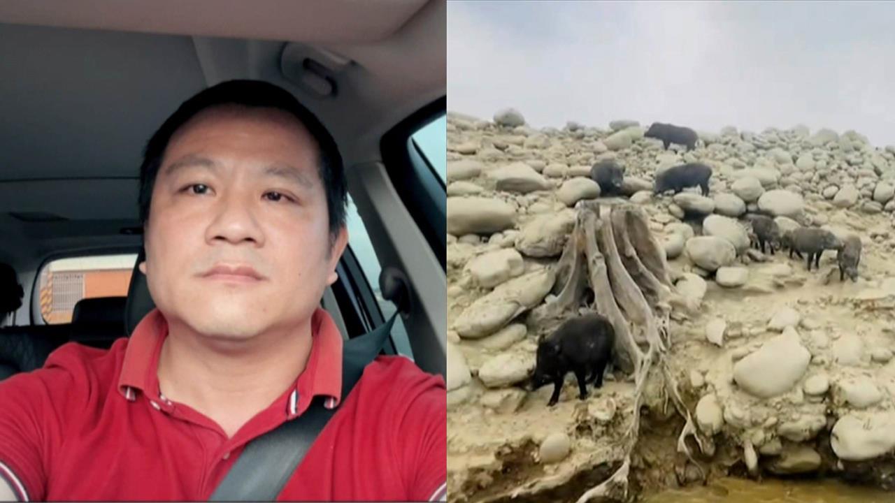 向前行(影)/野豬讓歐洲陷「非洲豬瘟輪迴」?專家曝「燕圾湖」危機!