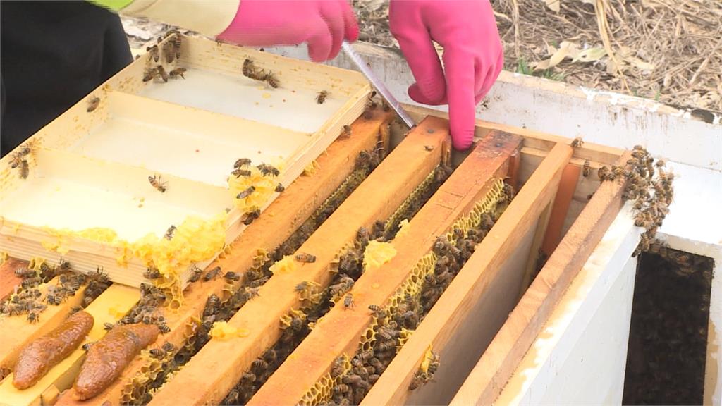 昆蟲銳減影響絲瓜授粉 農會繁殖蜜蜂助提升產量