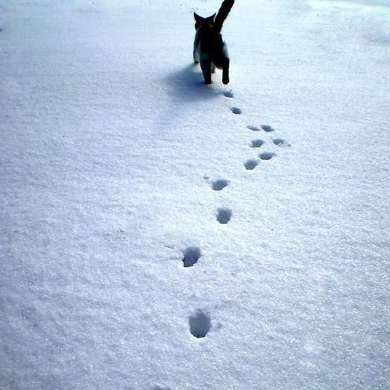 《隱藏在貓腳印裡的事實》光看<em>足跡</em>就能理解貓能輕鬆走在高處的理由？