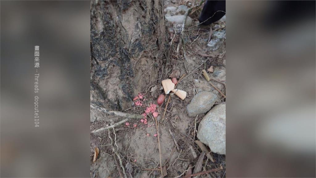 毒餌？男子台中中正公園沿路丟不明藥物　動保處獲報1松鼠死亡
