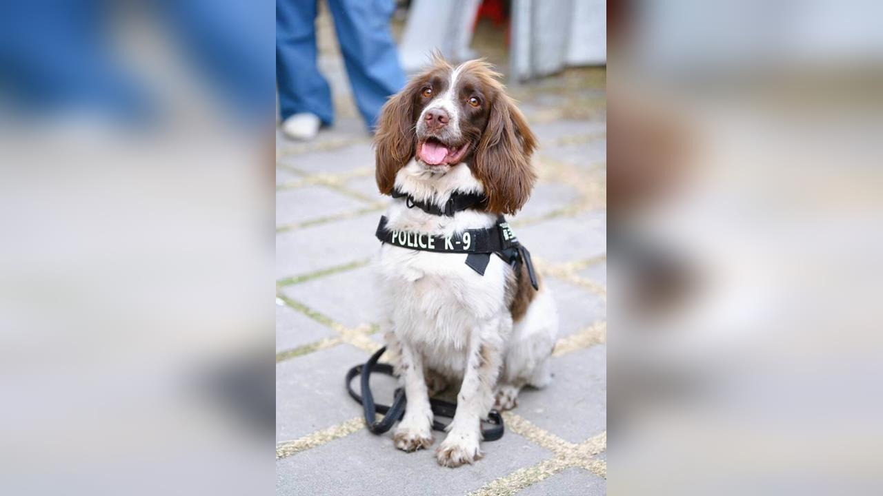 緝毒犬「可樂」助高雄刑大立功　曾搜索毒品工廠