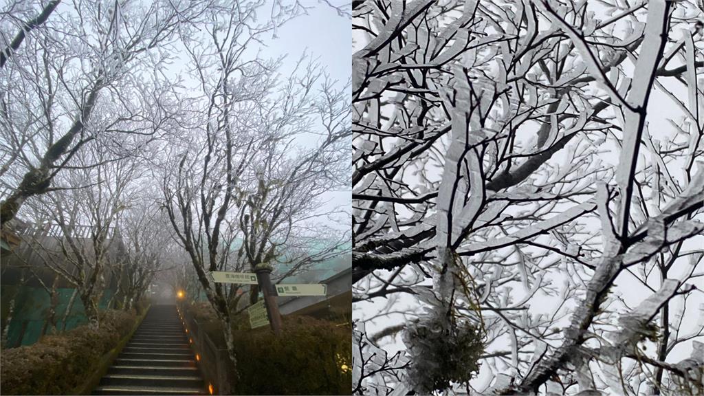 太平山「霧淞美景」造銀白仙境！下探0度滿「這2條件」有望飄浪漫白雪