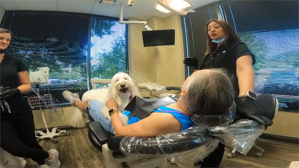 汪星人陪你看牙醫！　美田納西州陪伴犬助病患克服焦慮