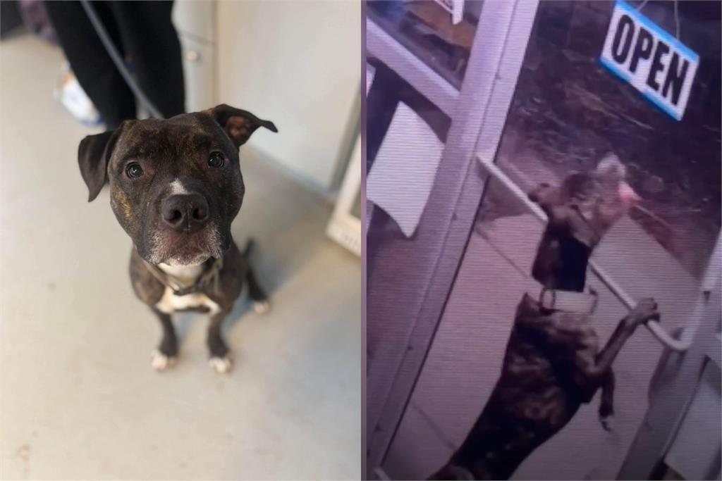 【有片】美收容所驚見「邏輯型神犬」系統化越獄　連破2道門鎖逃脫