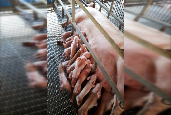 破紀錄！屏東母豬產下21隻健康豬寶寶