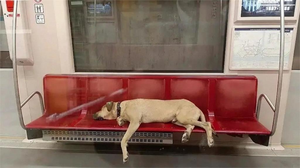一天內獨自搭乘29站地鐵旅行！伊斯坦堡「市狗」爆紅