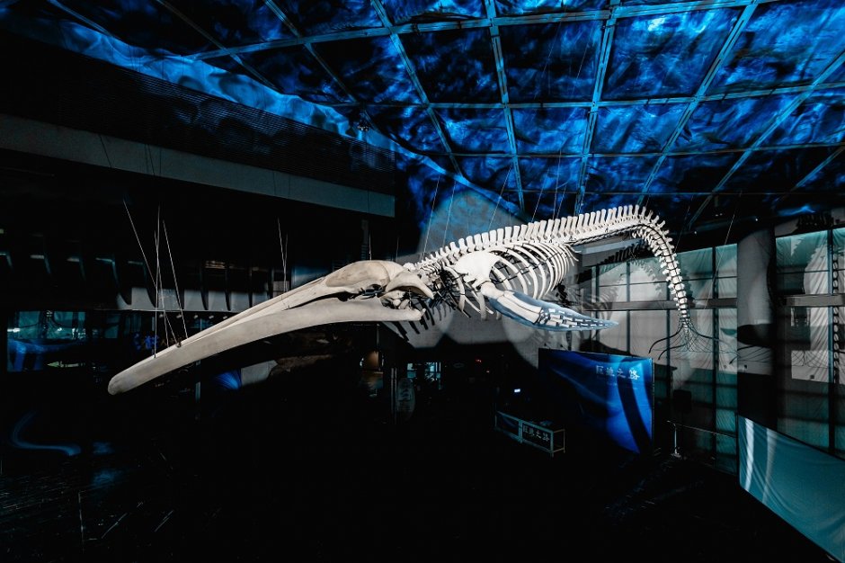 全台首座藍鯨骨骼標本，「巨鯨之路」在屏東海生館轉生重現！
