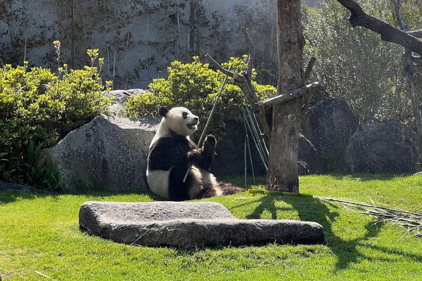 快新聞／「貓熊外交」失靈？日本和歌山1動物園宣布　送還4隻大貓熊返中