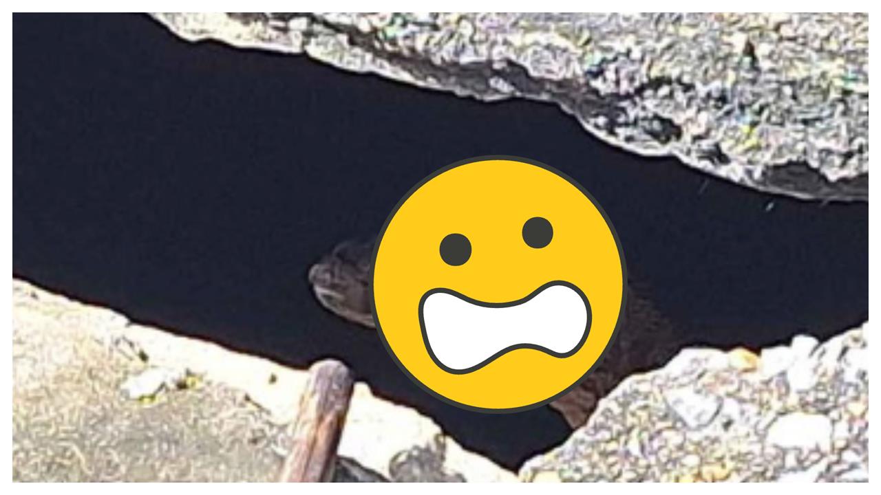 巨蜥「當街啃嬰」驚悚一幕被撞見！19歲狠母「親生骨肉」裝袋塞屋縫