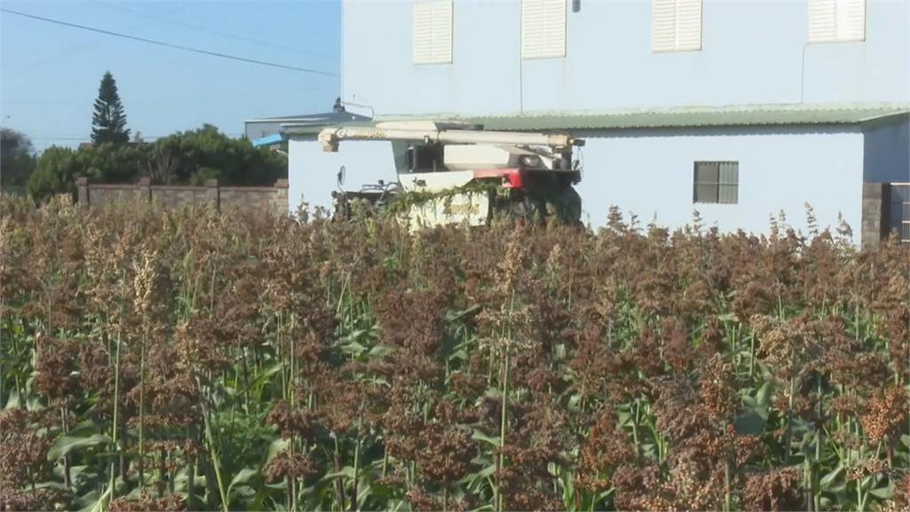農糧署輔導新屋試種高粱 由金門酒廠保價收購