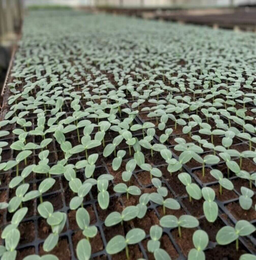 種苗場建立瓜類蔬菜育苗SOP　減少使用化學藥劑