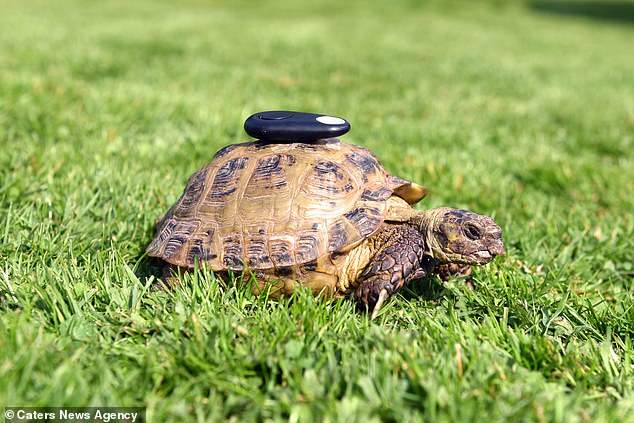 這超勵志《永不放棄逃跑的烏龜》時速60公尺仍以龜速爬往自由