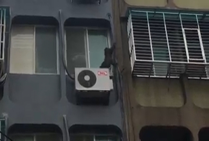 公寓當樹爬！ 台灣獼猴大鬧台北市區