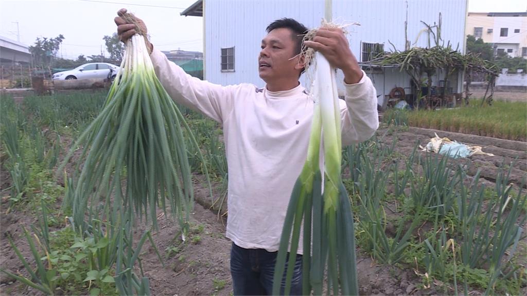 雲林農民種出日本大蔥 長度近半個人高