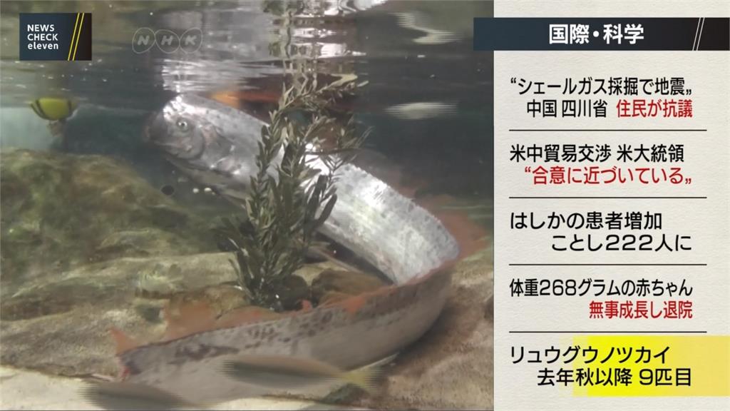 日本富山縣捕獲地震魚 民眾擠水族館搶看