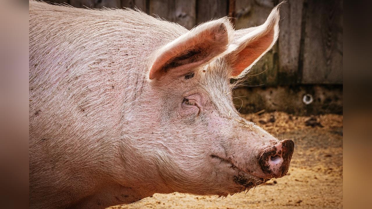 快新聞／2公噸流入市面！黑心肉商「漂白」病變豬大腸　農業部出手了