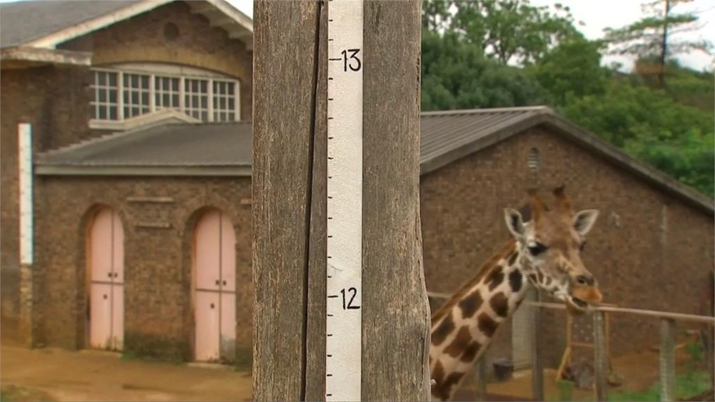 倫敦動物園全員體檢！他們這樣幫長頸鹿量身高