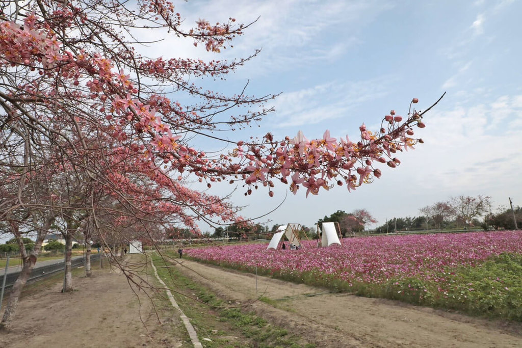 台南西港金砂花旗木步道　搭配波斯菊花海吸客