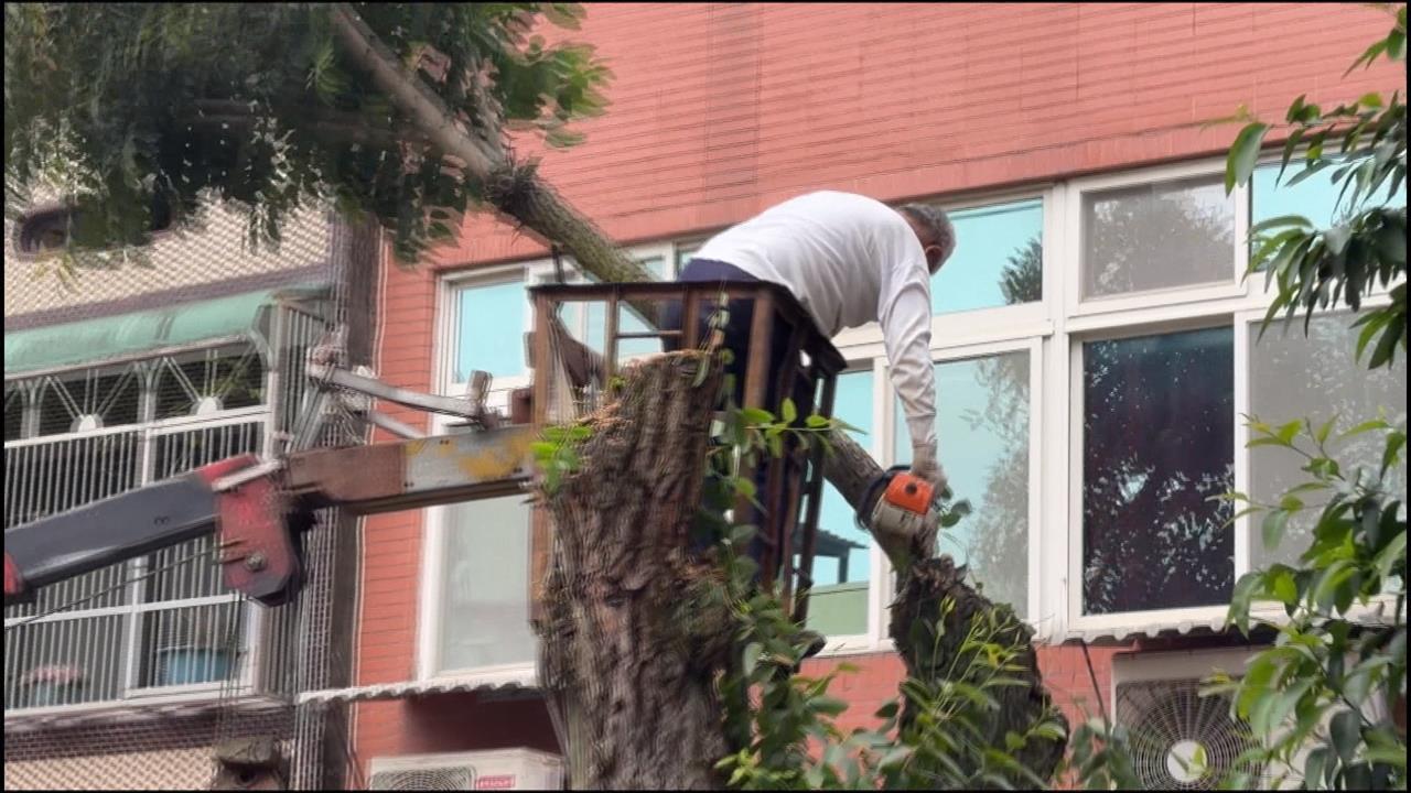 土地糾紛「砍行道樹」? //地主漫天喊價惡搞住戶