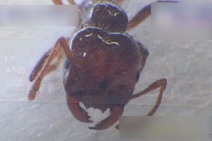 數百隻劇毒紅火蟻  「侵門踏戶」神戶港