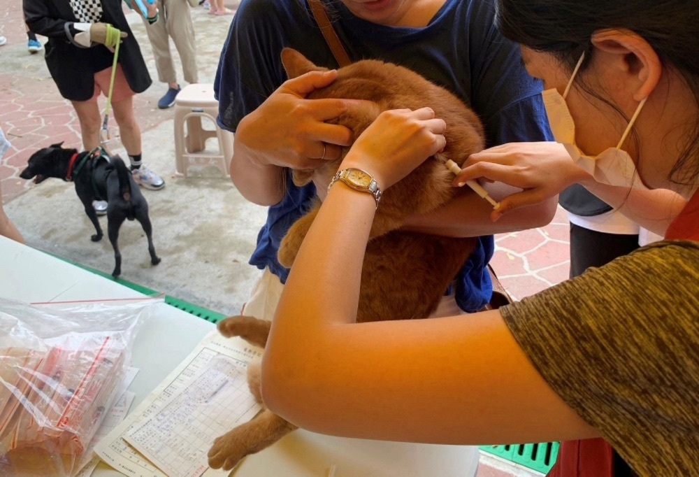 新北喵星人強制植晶片時間倒數　明年元旦起最高罰1.5萬