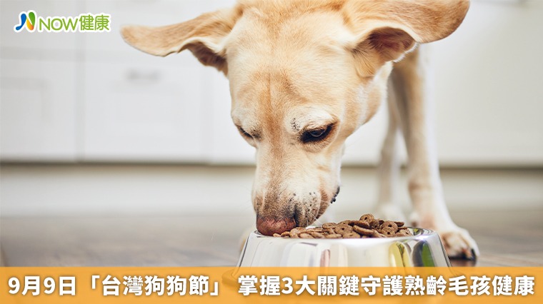 9月9日「台灣狗狗節」 掌握3大關鍵守護熟齡毛孩健康