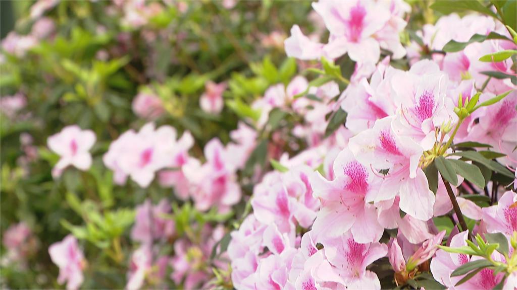 台北杜鵑花季登場　吸引滿滿民眾賞花拍照 