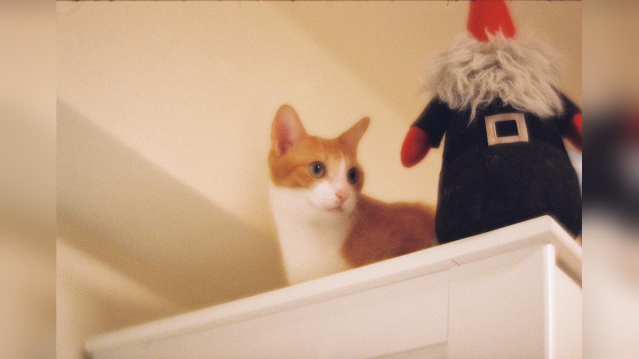 快新聞／貓奴時代來臨！犬貓飼養人口暴增　台灣社會「貓經濟」看漲