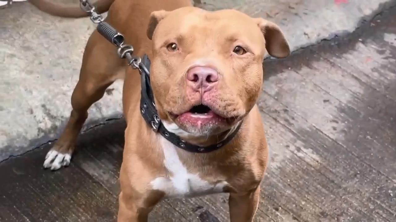 這裡更恐怖！移工躲警闖民宅　糗遇「比特犬」嚇壞遭逮