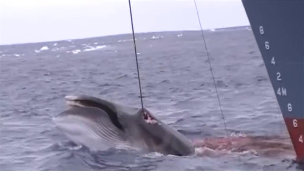 全球／日本擬重啟商業捕鯨 引發國際撻伐