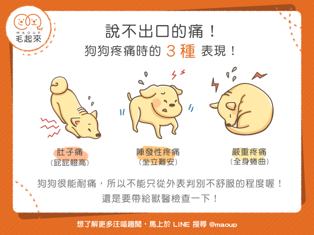 【汪汪小學堂】說不出口的痛！狗狗疼痛時的3種表現！