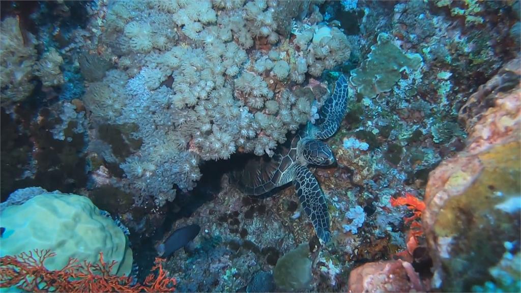 隱藏潛水新秘境！三仙台嶼生態資源豐富  海扇比蘭嶼更大、更密集！潛水天堂