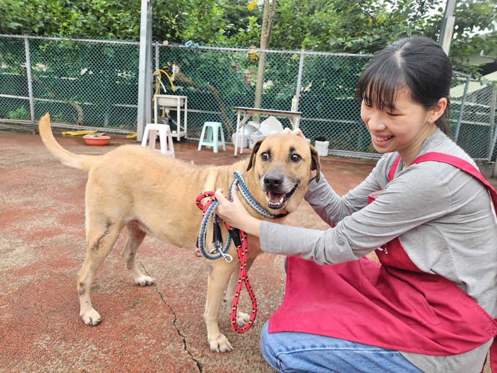 網路招親　為米克斯犬尋找有緣人新北動保處送大禮包